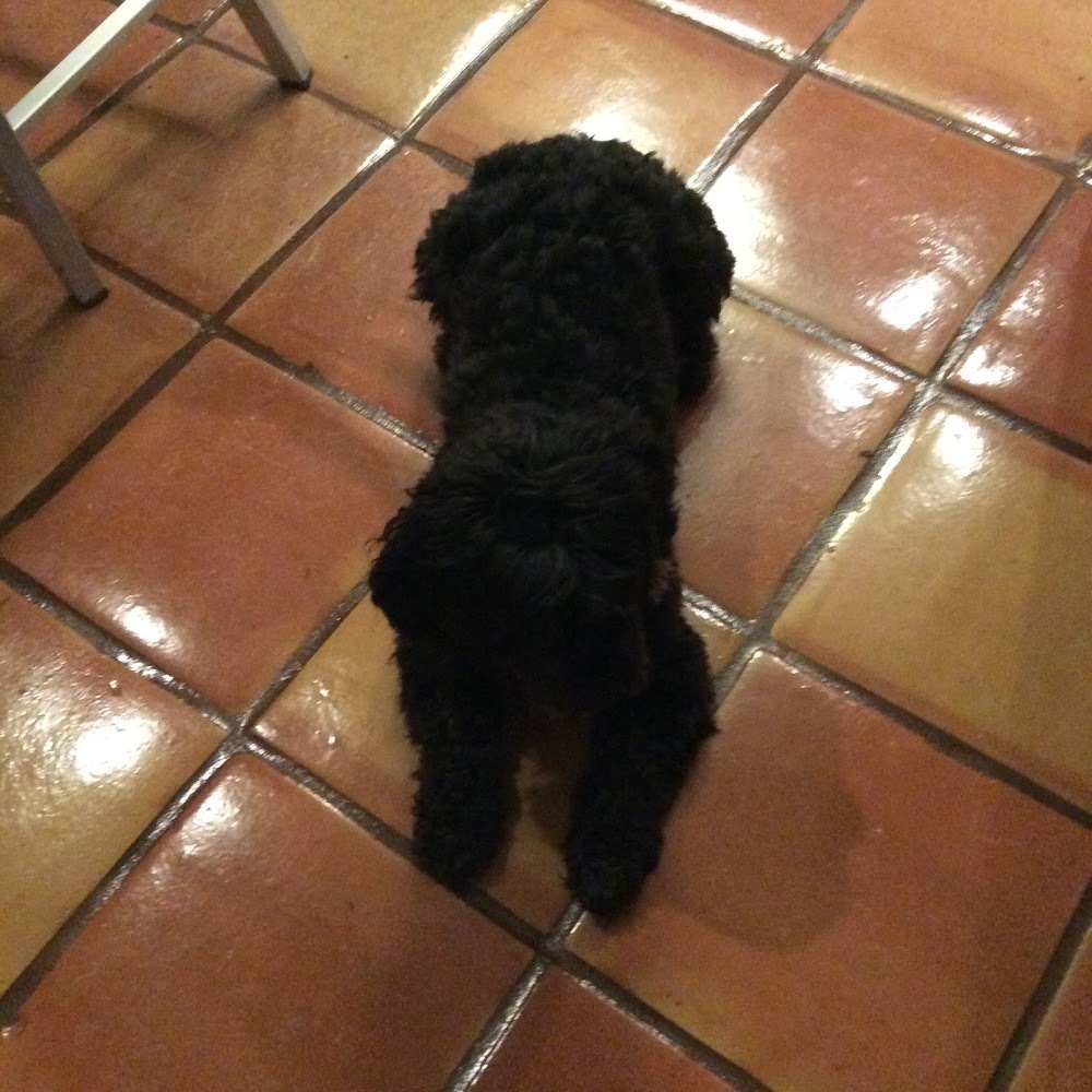 Meet your Posher, Sophie